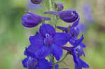 Alabama larkspur